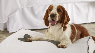 Pet Friendly Hotels In Milwaukee The Westin Seamless Travel To Our Pet Friendly Milwaukee Hotel